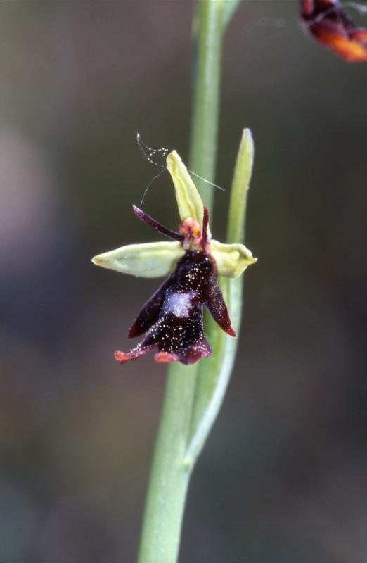 Ophrys insectifera, 21 avril 2002 Bellegarde (32)