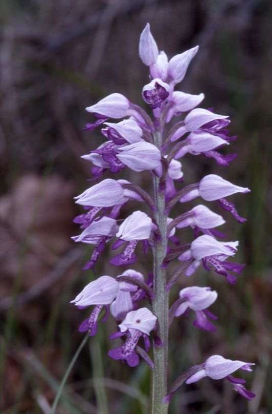 Orchis militaris, 02 mai 2002 Bellegarde (32)