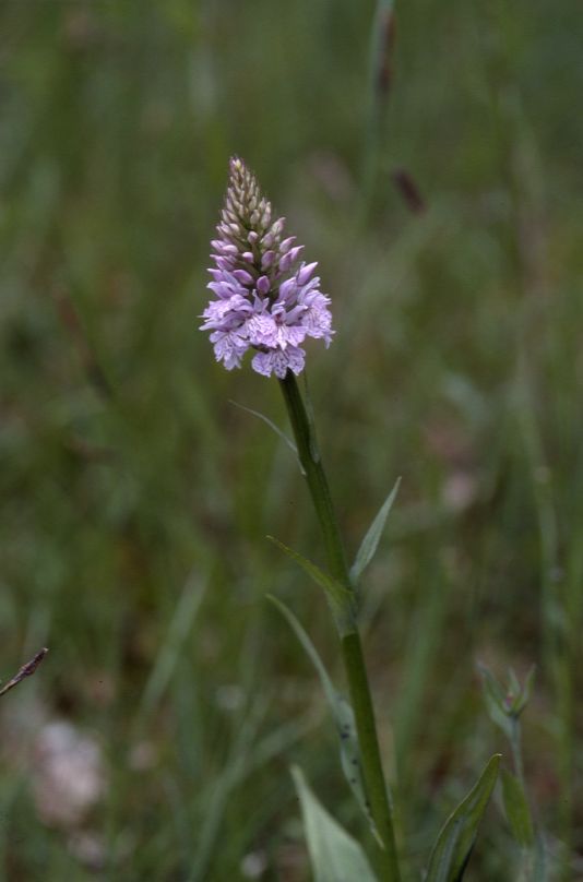 Dactylorhiza fuchsii, 02 mai 2002 Bellegarde (32)