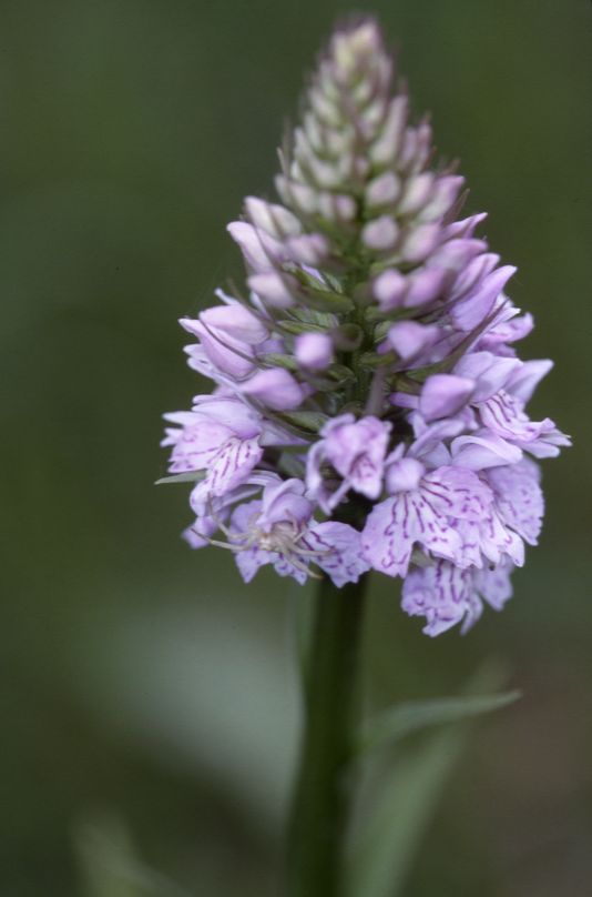 Dactylorhiza fuchsii, 02 mai 2002 Bellegarde (32)