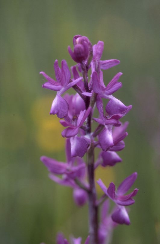 Orchis laxiflora, 02 mai 2002 Bellegarde (32)