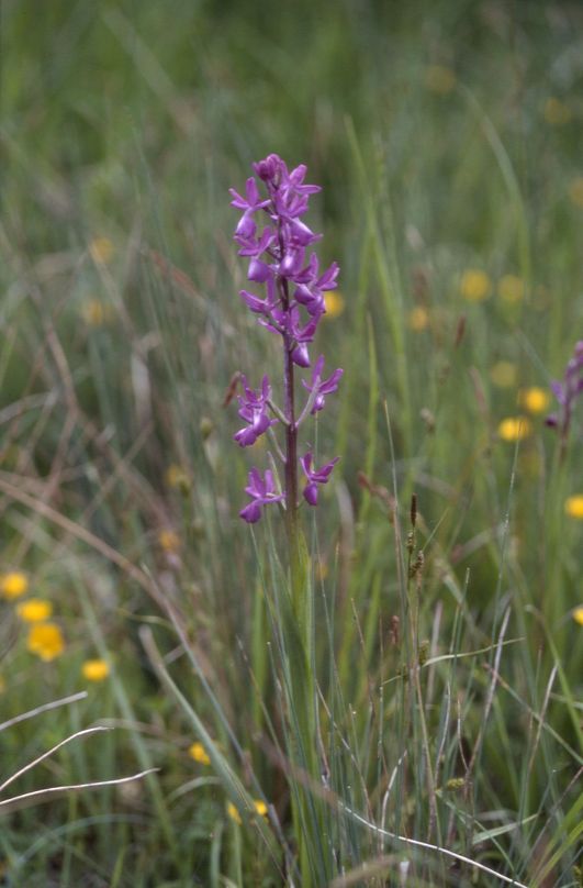 Orchis laxiflora, 02 mai 2002 Bellegarde (32)