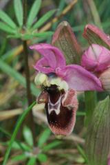 Ophrys x composita, 09 mai 2002 Erro (Navarre)