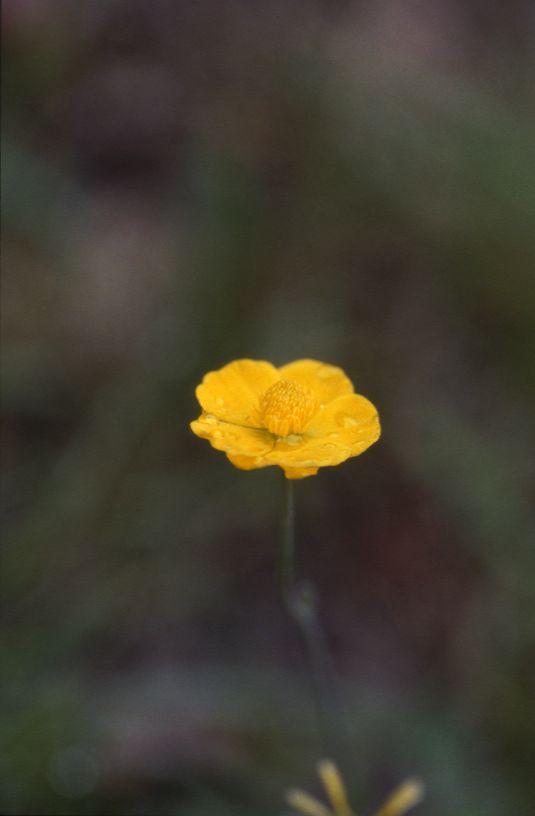 Ranunculus gramineus, 