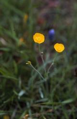 Ranunculus gramineus, 