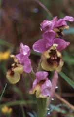 Ophrys tenthredinifera, 09 mai 2002 Erro (Navarre)