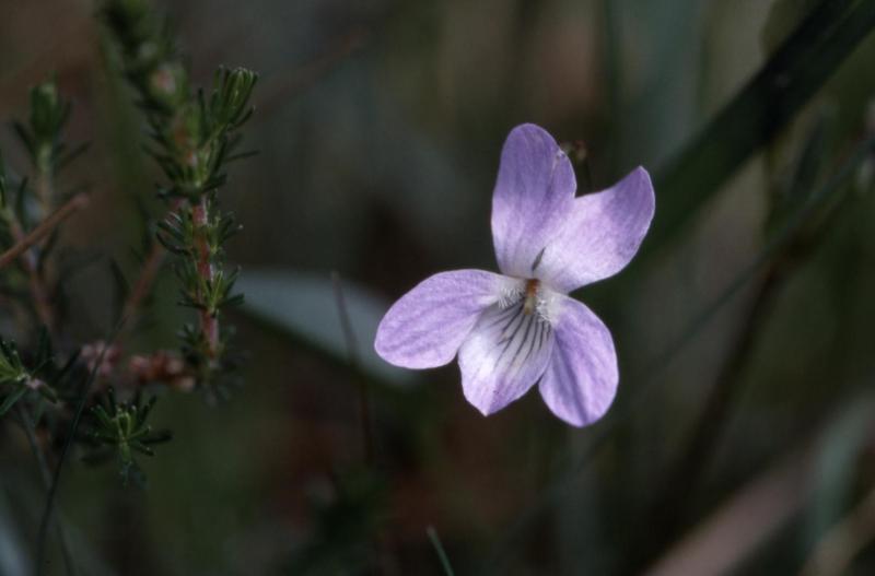 Viola lactea, 06 mai 2002, St Martin d'Oney (40)