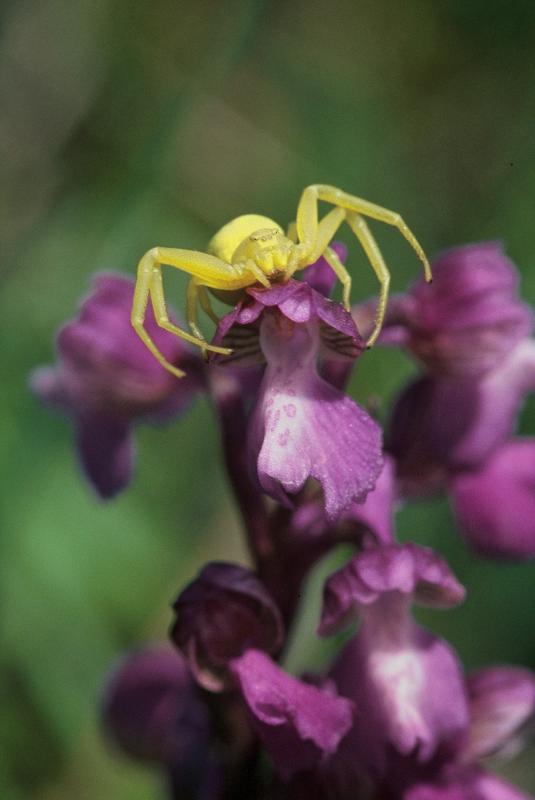  , 19 mai 2002 Erro (Navarre)
Erreur de camouflage : Araigne crabe sur Orchis morio