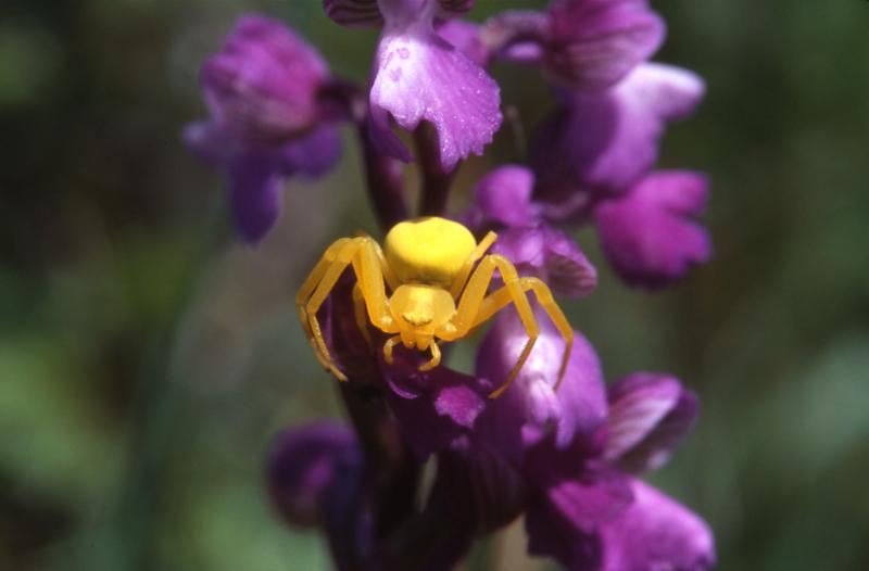  , 19 mai 2002 Erro (Navarre)
Erreur de camouflage : Araigne crabe sur Orchis morio