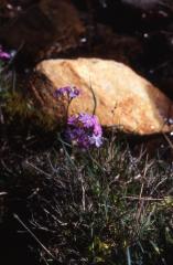 Primula farinosa, 12 mai 2002, Bious Artigues (64)