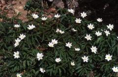 Anemone nemorosa, 12 mai 2002 Bious Artigues (64)