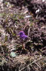 Soldanella alpina, 12 mai 2002, Bious Artigues (64)