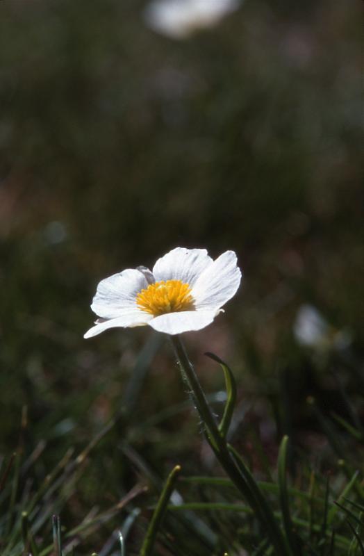 Ranunculus pyrenaeus, 12 mai 2002, Bious Artigues (64)