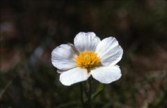 Ranunculus pyrenaeus, 12 mai 2002, Bious Artigues (64)