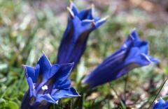 Gentiana acaulis, 12 mai 2002 Bious Artigues (64)