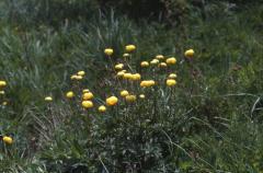 Trollius europaeus, 27 mai 2002 Formigal (Aragon)