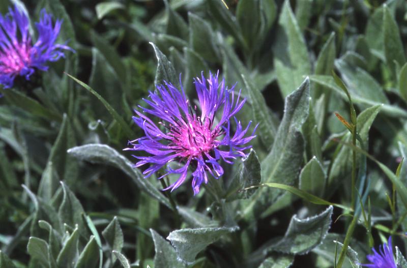 Centaurea montana, 27 mai 2002, Formigal (Aragon)