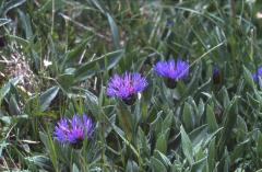 Centaurea montana, 27 mai 2002, Formigal (Aragon)