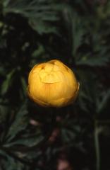 Trollius europaeus, 20 mai 2002 Bious Artigues (64)