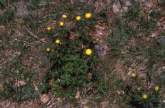 Trollius europaeus, 20 mai 2002 Bious Artigues (64)