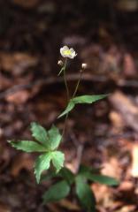 Ranunculus aconitifolius, 20 mai 2002 Bious Artigues (64)