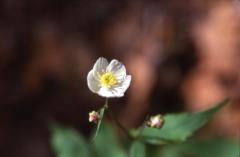 Ranunculus aconitifolius, 20 mai 2002 Bious Artigues (64)