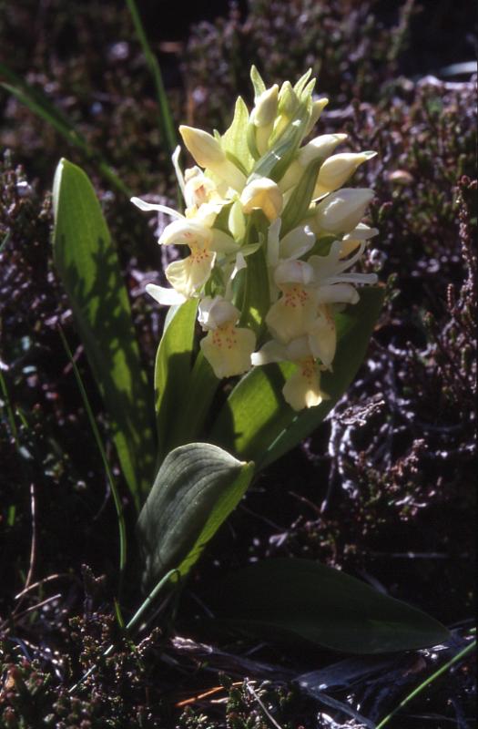 Dactylorhiza sambuccina, 20 mai 2002 Ayous (64)