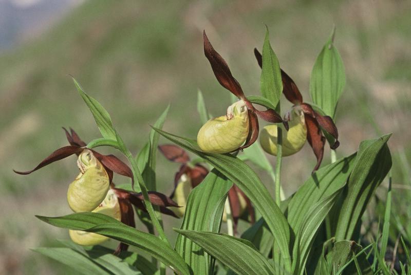 Cypripedium calceolus, 30 mai 2002 Formigal (Aragon)