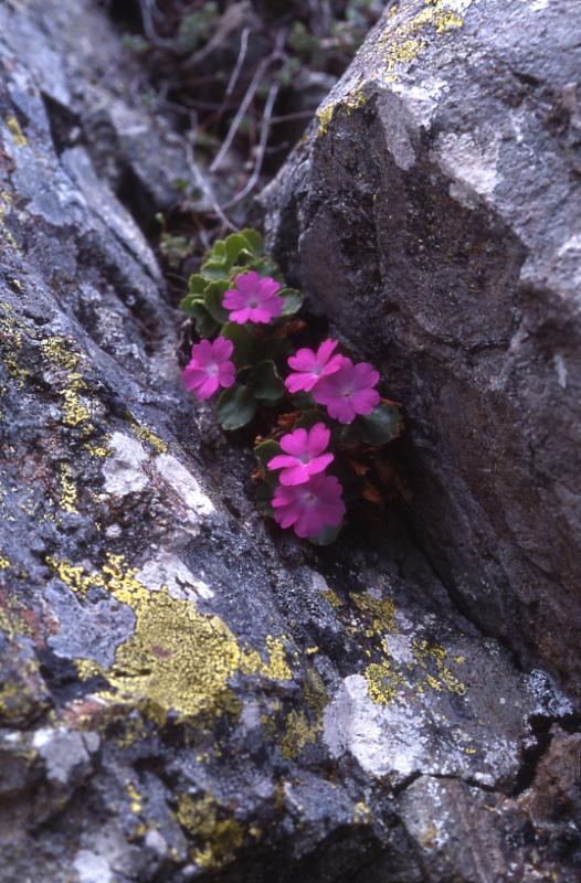 Primula hirsuta, 30 mai 2002, Bious Artigues (64)