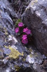 Primula hirsuta, 30 mai 2002, Bious Artigues (64)