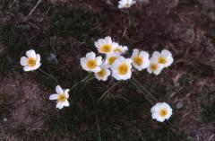 Ranunculus pyrenaeus, 30 mai 2002, Bious Artigues (64)