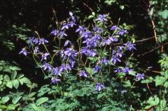 Aquilegia vulgaris, 28 mai 2002 Marie blanque (64)