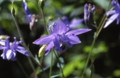 Aquilegia vulgaris, 28 mai 2002 Marie blanque (64)