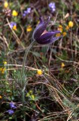 Pulsatilla vulgaris, Causse Mjean (48)