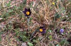 Pulsatilla vulgaris, Causse Mjean (48)