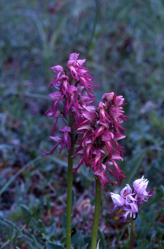 x Orchiaceras bergonii, 31 mai 2002 Le Massegros (48)