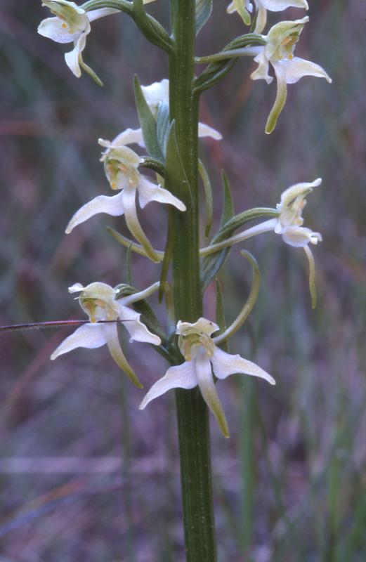 Platanthera chlorantha, 1 juin 2002 La Malne (48)