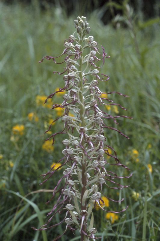 Himantoglossum hircinum, 