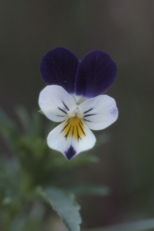 Viola tricolor, 