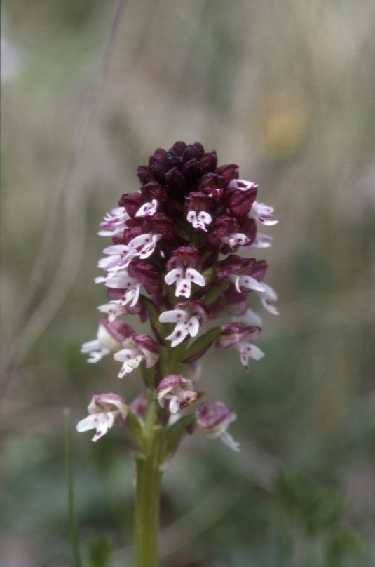 Orchis ustulata, 