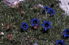 Gentiana acaulis, 