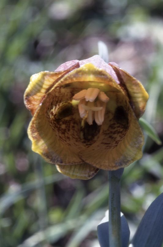 Fritillaria pyrenaca, Juillet 2002 Tourmalet (64)