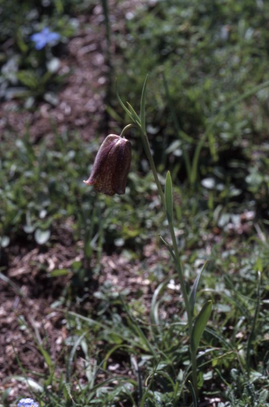 Fritillaria pyrenaca, Juillet 2002 Tourmalet (64)