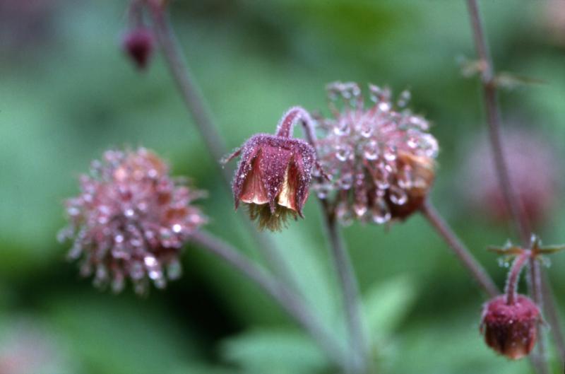 Geum rivale, 30 juin 2002, Tourmalet (65)