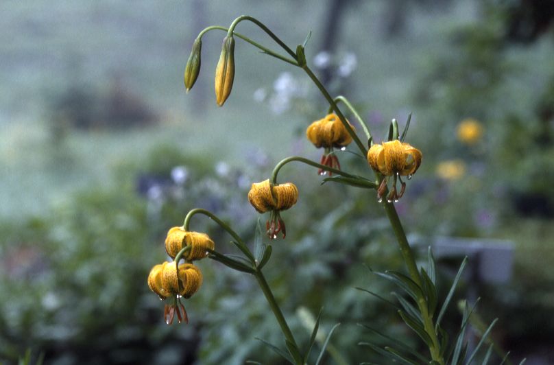 Lilium pyrenacum, Juillet 2002 Pont de Gaubie (65)