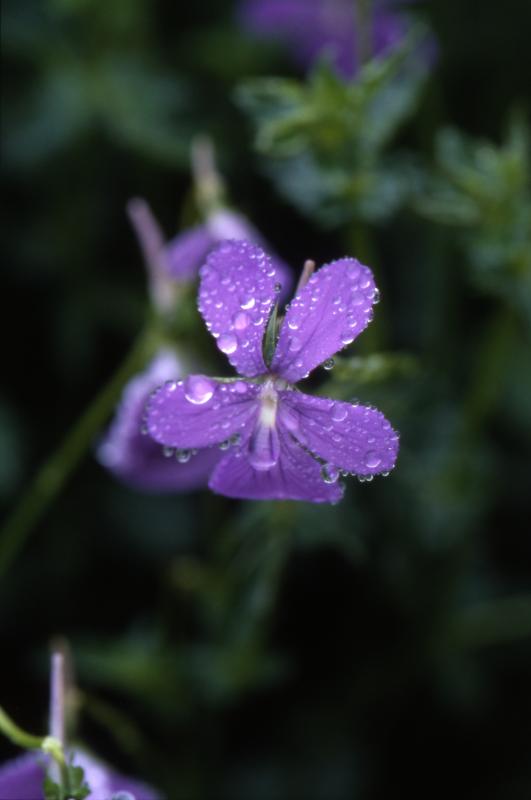 Viola cornuta, 30 juin 2002, Tourmalet (65)