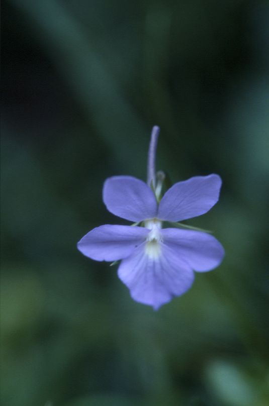 Viola cornuta, 23 juin 2002, Pont de Prat (65)