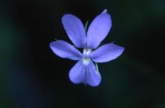 Viola cornuta, 23 juin 2002, Pont de Prat (65)