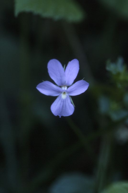 Viola cornuta, 23 juin 2002, Pont de Prat (65)