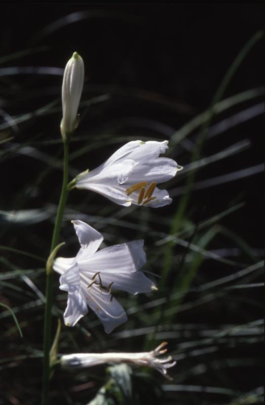 Paradisea liliastrum, Juillet 2002 Pont Prat (65)